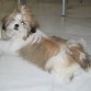 La pelua con 5 meses